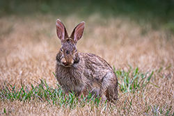 Photos Lapin